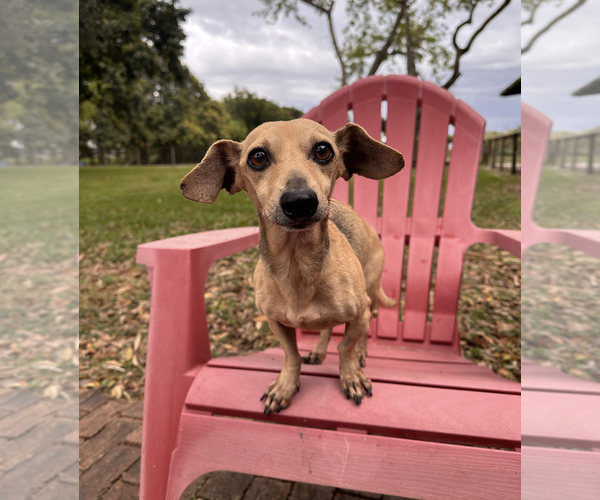 Medium Photo #2 Dachshund-Unknown Mix Puppy For Sale in Weston, FL, USA