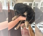 Small Photo #45 Aussiedoodle Puppy For Sale in LONGWOOD, FL, USA