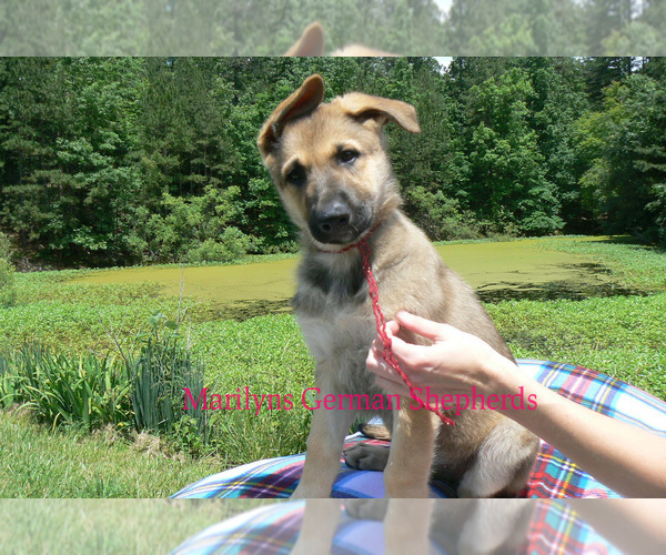 Medium Photo #4 German Shepherd Dog Puppy For Sale in PIEDMONT, MO, USA