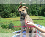 Small #3 German Shepherd Dog