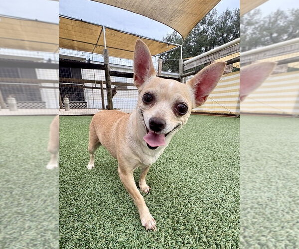 Medium Photo #1 Chihuahua Puppy For Sale in oakland, FL, USA