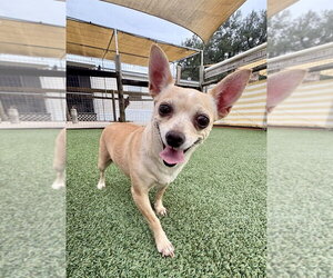 Chihuahua Dogs for adoption in oakland, FL, USA