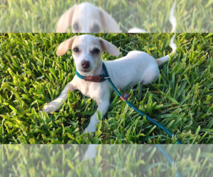 Chihuahua-Unknown Mix Dogs for adoption in New York, NY, USA