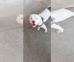 Small #2 American Pit Bull Terrier Mix