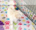 Small #10 Maltipoo (Toy)