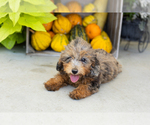 Puppy Sawyer Poodle (Miniature)