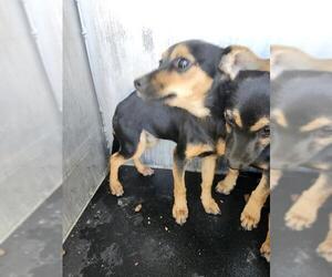 Mutt Dogs for adoption in San Antonio, TX, USA