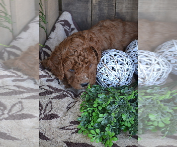 Medium Photo #4 Cavapoo mix (+ Poodle Miniature) Puppy For Sale in GREENWOOD, WI, USA