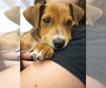 Small #6 Mutt