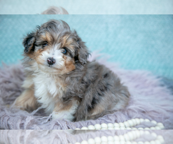 Medium Photo #9 Aussiedoodle Miniature  Puppy For Sale in CLARE, MI, USA