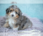 Small Photo #9 Aussiedoodle Miniature  Puppy For Sale in CLARE, MI, USA