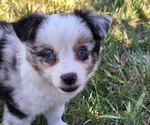 Small Miniature Australian Shepherd