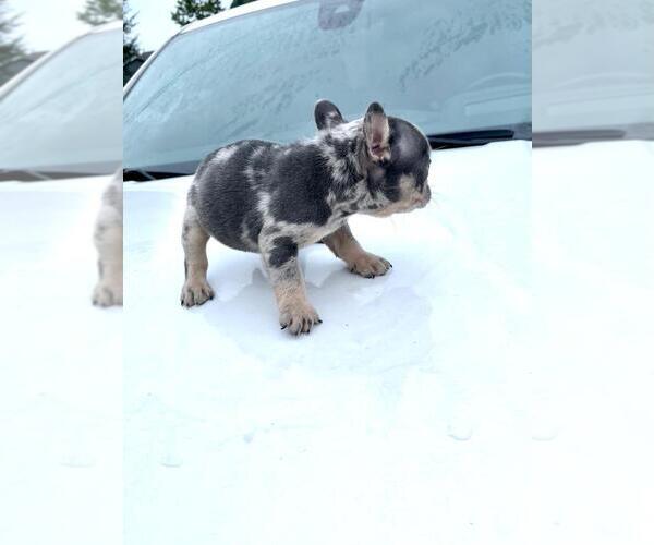 Medium Photo #7 French Bulldog Puppy For Sale in WINDER, GA, USA