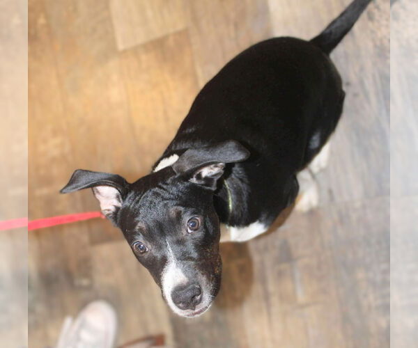 Medium Photo #3 Staffordshire Bull Terrier-Unknown Mix Puppy For Sale in Holly Springs, NC, USA