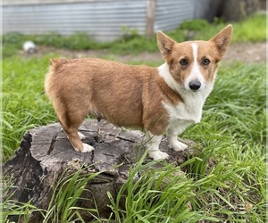 Mother of the Pembroke Welsh Corgi puppies born on 01/01/2024