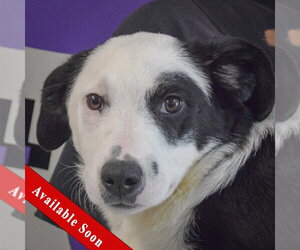 Border Collie Dogs for adoption in Huntley, IL, USA