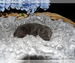 Small Photo #8 Doberman Pinscher Puppy For Sale in COTTON, MN, USA