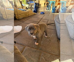 Catahoula Leopard Dog-Unknown Mix Dogs for adoption in Chama, NM, USA