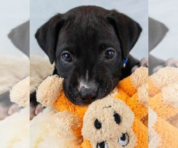 Medium Photo #1 Boxer-Unknown Mix Puppy For Sale in Kennesaw, GA, USA