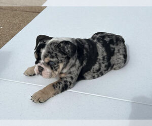 English Bulldog Puppy for sale in SAN ANTONIO, TX, USA