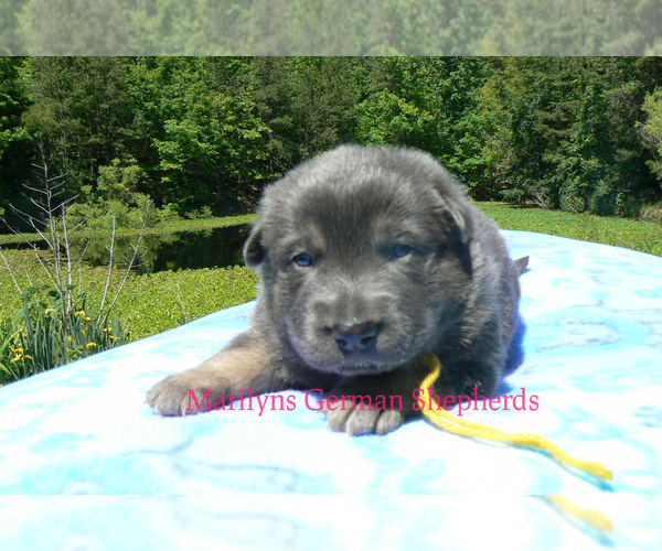 Medium Photo #1 German Shepherd Dog Puppy For Sale in PIEDMONT, MO, USA