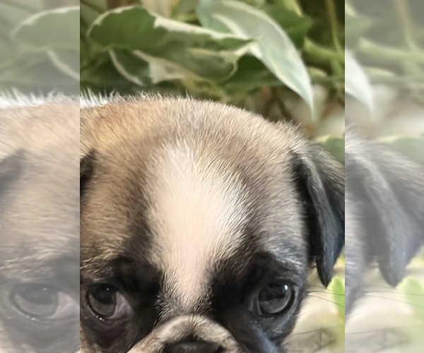 Medium Photo #3 Pug Puppy For Sale in SPRING CITY, PA, USA