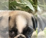 Small Photo #6 Pug Puppy For Sale in SPRING CITY, PA, USA