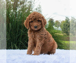 Small Photo #3 Poodle (Standard) Puppy For Sale in GORDONVILLE, PA, USA