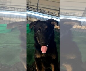 German Shepherd Dog Puppy for sale in BELTON, MO, USA