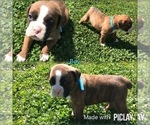 Puppy 7 Boxer