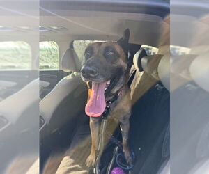 Arthur - Located in OK - Male German Shepherd Dog-Unknown Mix Dog for Adoption - Photo #4