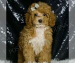 Puppy Pepper AKC Poodle (Toy)