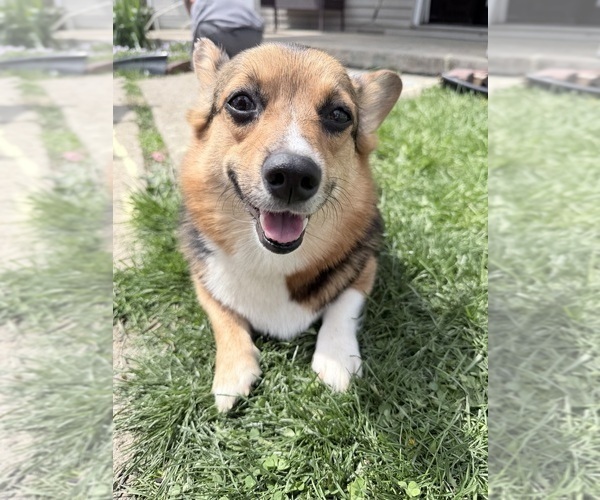 Medium Photo #1 Pembroke Welsh Corgi Puppy For Sale in MOUNT GILEAD, OH, USA