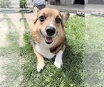 Small Photo #1 Pembroke Welsh Corgi Puppy For Sale in MOUNT GILEAD, OH, USA
