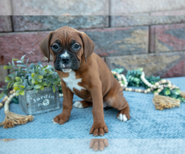 Medium Photo #2 Boxer Puppy For Sale in MIDDLEBURY, IN, USA