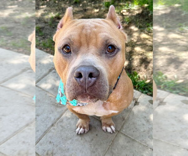 Medium Photo #8 American Staffordshire Terrier-Bulldog Mix Puppy For Sale in Redlands, CA, USA