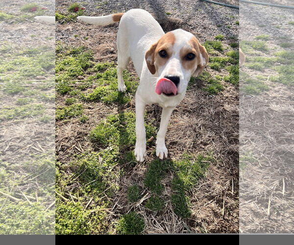 Medium Photo #2 American Foxhound-Unknown Mix Puppy For Sale in Tracy City, TN, USA