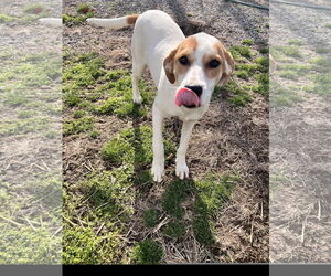 Lyra - Female Coonhound-Great Pyrenees Mix Dog for Adoption - Photo #2