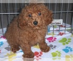 Small Photo #11 Poodle (Miniature) Puppy For Sale in ORO VALLEY, AZ, USA