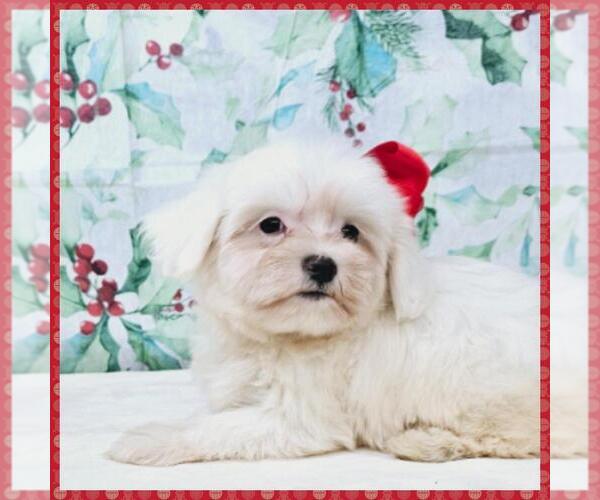 Medium Photo #4 Maltipoo Puppy For Sale in TAYLOR, TX, USA