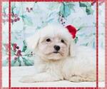 Small Photo #4 Maltipoo Puppy For Sale in TAYLOR, TX, USA