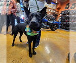 Small #13 Labrador Retriever Mix
