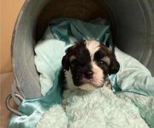 Cavachon-Shih Tzu Mix Puppy for sale in CASHTON, WI, USA