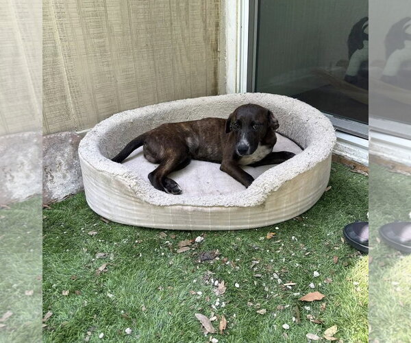 Medium Photo #2 Beagle-Plott Hound Mix Puppy For Sale in Sanford, FL, USA