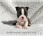 Small Photo #2 Boston Terrier Puppy For Sale in ODENVILLE, AL, USA