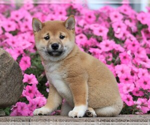 Shiba Inu Puppy for sale in FREDERICKSBG, OH, USA