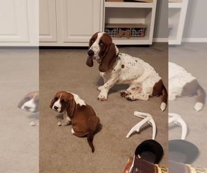 Basset Hound Puppy for sale in DRIVER, VA, USA