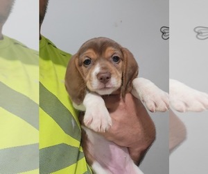 Beagle Puppy for sale in SAN BERNARDINO, CA, USA