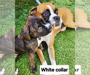 Boxer-Neapolitan Mastiff Mix Dogs for adoption in Costa Mesa , CA, USA