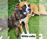 Small Boxer-Neapolitan Mastiff Mix